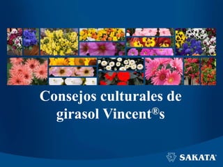 Consejos culturales de
girasol Vincent®s
 
