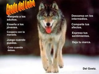 Credo del Lobo Respeta a los adultos. Enseña a los jóvenes. Coopera con la manada. Juega cuando puedas. Caza cuando debas. Descansa en los intermedios. Comparte tus afectos. Expresa tus sentimientos. Deja tu marca. Del Goetz. 