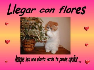Llegar con flores Aunque sea una planta verde te puede apañar... 