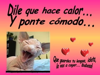 Dile que hace calor... Y ponte cómodo... Que guardes tu lengua, idiota,  la vas a cagar... ¡baboso! 