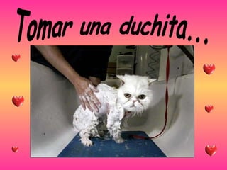 Tomar una duchita... 