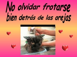 No olvidar frotarse bien detrás de las orejas 