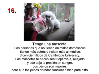 Tenga una mascota.   Las personas que no tienen animales domésticos  tienen más estrés y visitan más al médico, dicen científicos de Cambridge University.  Las mascotas te hacen sentir optimista, relajado  y eso baja la presión en sangre.  Los perros son mejores,  pero aun los peces dorados funcionan bien para esto.   16. 