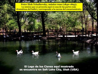 Peter Ilich Tchaikovsky, músico ruso (1840-1893).
    La música que se presenta aquí es una de las partes más
dramáticas del ballet y corresponde a la escena del encantamiento.




       El Lago de los Cisnes aquí mostrado
   se encuentra en Salt Lake City, Utah (USA)
 