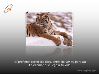 Si prefieres cerrar los ojos, antes de ver su partida:Es el amor que llegó a tu vida.www.vilaporta.com