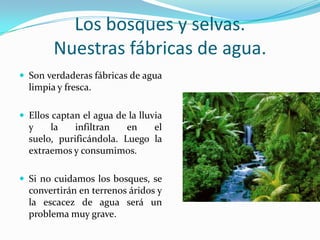 Los bosques y selvas.Nuestrasfábricas de agua.Son verdaderasfábricas de agualimpia y fresca.Elloscaptan el agua de la lluvia y la infiltran en el suelo, purificándola. Luego la extraemosy consumimos.Si no cuidamos los bosques, se convertirán en terrenosáridos y la escacez de aguaserá un problemamuy grave.