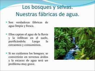 Los bosques y selvas. Nuestras fábricas de agua. Son  verdaderas  fábricas de agua limpia y fresca. Ellos captan el agua de la lluvia y la infiltran en el suelo, purificándola. Luego la extraemos y consumimos. Si no cuidamos los bosques, se convertirán en terrenos áridos y la escacez de agua será un problema muy grave. 