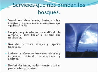 Servicios que nos brindan los bosques. Son el hogar de animales, plantas, muchos insectos y organismos microscópicos, que equilibran la vida. Las plantas y árboles toman el dióxido de carbono y luego liberan el oxígeno que respiramos. Nos dan hermosos paisajes y espacios tranquilos. Reducen el efecto de huracanes, ciclones y tormentas; evitando inundaciones y deslaves. Nos brindas frutos, madera y materia prima para muchos productos. 