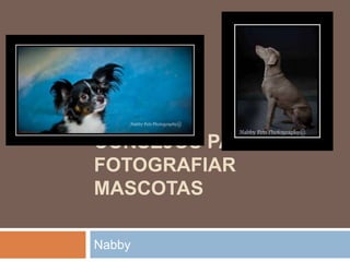 CONSEJOS PARA
FOTOGRAFIAR
MASCOTAS

Nabby
 