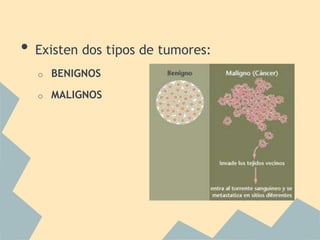 •   Existen dos tipos de tumores:
    o   BENIGNOS

    o   MALIGNOS
 