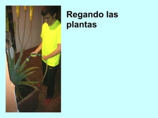 Regando las
plantas
 