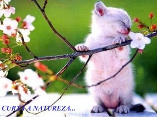 CURTA A NATUREZA...
 