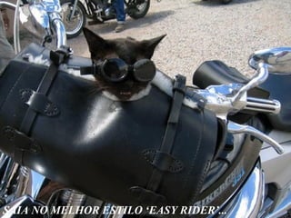 SAIA NO MELHOR ESTILO ‘EASY RIDER’...
 