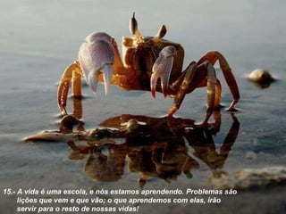 15.- A vida é uma escola, e nós estamos aprendendo . Problemas são lições que vem e que vão; o que aprendemos com elas, irão servir para o resto de nossas vidas! 