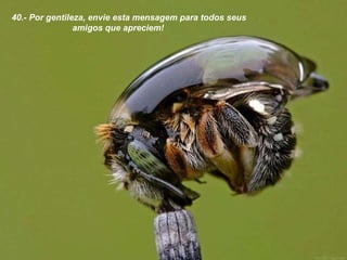 40.- Por gentileza, envie esta mensagem para todos seus  amigos que apreciem! 