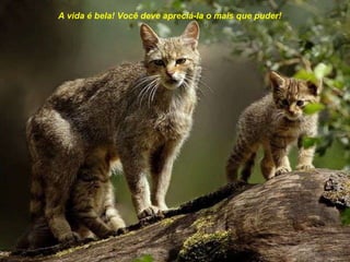 A vida é bela! Você deve apreciá-la o mais que puder! 