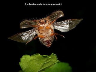 9 .- Sonhe mais tempo acordado! 