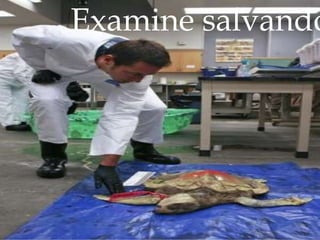 Examine salvando