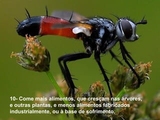 10- Come mais alimentos, que cresçam nas árvores, 
e outras plantas, e menos alimentos fabricados 
industrialmente, ou à base de sofrimento.
 