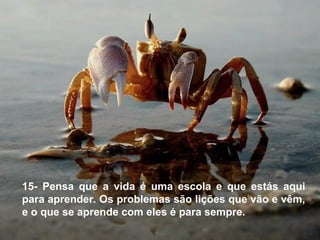 15- Pensa que a vida é uma escola e que estás aqui
para aprender. Os problemas são lições que vão e vêm,
e o que se aprende com eles é para sempre.
 