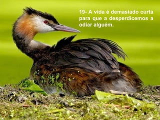 19- A vida é demasiado curta
para que a desperdicemos a
odiar alguém.
 