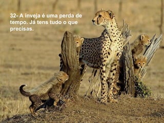 32- A inveja é uma perda de
tempo. Já tens tudo o que
precisas.
 