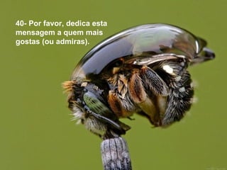 40- Por favor, dedica esta
mensagem a quem mais
gostas (ou admiras).
 
