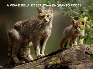 A VIDA É BELA. DESFRUTA-A ENQUANTO PODES.
 