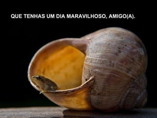 QUE TENHAS UM DIA MARAVILHOSO, AMIGO(A).
 