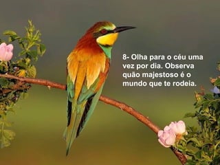 8- Olha para o céu uma 
vez por dia. Observa 
quão majestoso é o 
mundo que te rodeia. 
 