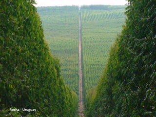 Rocha - Uruguay
 