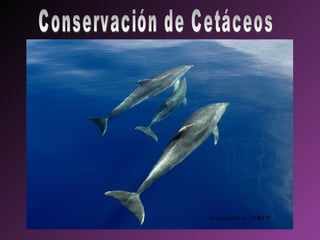 Conservación de Cetáceos 