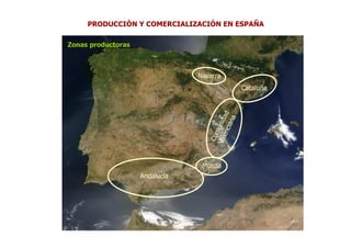 PRODUCCIÓN Y COMERCIALIZACIÓN EN ESPAÑA

Zonas productoras



                                Navarra
                                          Cataluña




                                 Murcia
                    Andalucía
 