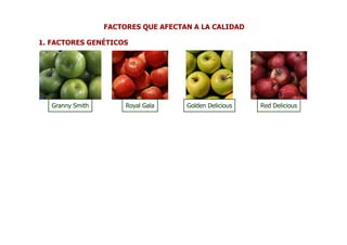 FACTORES QUE AFECTAN A LA CALIDAD

1. FACTORES GENÉTICOS




   Granny Smith        Royal Gala    Golden Delicious   Red Delicious
 