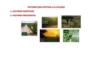 FACTORES QUE AFECTAN A LA CALIDAD

1. FACTORES GENÉTICOS

2. FACTORES PRECOSECHA


                                   suelo

                                                  abonado


                                                  riego
          clima


                             luz
 