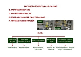 FACTORES QUE AFECTAN A LA CALIDAD

 1. FACTORES GENÉTICOS

 2. FACTORES PRECOSECHA

 3. ESTADO DE MADUREZ EN EL PROCESADO

 4. PROCESO DE ELABORACIÓN                pelado



                                                                     cortado


                                          Herida



 Síntesis de     Degradación                           Respiración      Destrucción barreras
                                   Cierre de heridas
   fenoles     paredes celulares                         Etileno        Liberación nutrientes



Pardeamiento    Ablandamiento      Acorchamiento,      Pérdida de     Menor resistencia invasión
                                     fibrosidad         azúcares        Mayor disponibilidad
 
