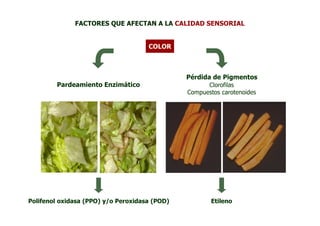 FACTORES QUE AFECTAN A LA CALIDAD SENSORIAL


                                     COLOR



                                               Pérdida de Pigmentos
        Pardeamiento Enzimático                      Clorofilas
                                               Compuestos carotenoides




Polifenol oxidasa (PPO) y/o Peroxidasa (POD)          Etileno
 