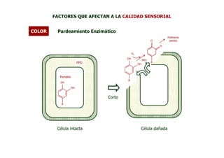 FACTORES QUE AFECTAN A LA CALIDAD SENSORIAL


COLOR    Pardeamiento Enzimático
                                                                    Polímeros
                                                            O        pardos

                                                                O

                                            O2
                                       OH
                                                      PPO
                         PPO                                R
                                                 OH



          Fenoles
                                       R
          OH

                    OH


                               Corte
           R




         Célula intacta                           Célula dañada
 