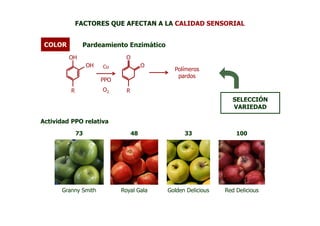 FACTORES QUE AFECTAN A LA CALIDAD SENSORIAL


 COLOR        Pardeamiento Enzimático
         OH                    O
                  OH   Cu               O
                                              Polímeros
                                               pardos
                       PPO
         R             O2      R
                                                                 SELECCIÓN
                                                                 VARIEDAD

Actividad PPO relativa
             73                    48             33               100




      Granny Smith           Royal Gala     Golden Delicious   Red Delicious
 