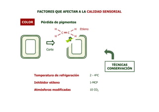 FACTORES QUE AFECTAN A LA CALIDAD SENSORIAL


COLOR       Pérdida de pigmentos

                        H           H   Etileno
                        H   C   C   H




                Corte




                                                              TÉCNICAS
                                                            CONSERVACIÓN

        Temperatura de refrigeración              2 - 4ºC

        Inhibidor etileno                         1-MCP

        Atmósferas modificadas                    10 CO2
 