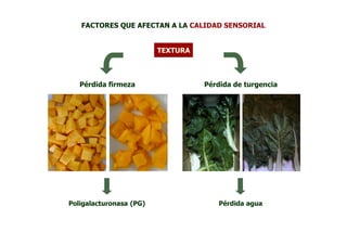 FACTORES QUE AFECTAN A LA CALIDAD SENSORIAL


                         TEXTURA



   Pérdida firmeza                 Pérdida de turgencia




Poligalacturonasa (PG)                Pérdida agua
 