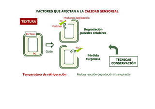FACTORES QUE AFECTAN A LA CALIDAD SENSORIAL

                                Productos degradación
TEXTURA                    PG

                     Pectinas
                                               Degradación
  Pectinas                                   paredes celulares




                                         H2O
                 Corte
        PG
                                                   Pérdida
                                                  turgencia            TÉCNICAS
                                                                     CONSERVACIÓN


Temperatura de refrigeración              Reduce reacción degradación y transpiración
 