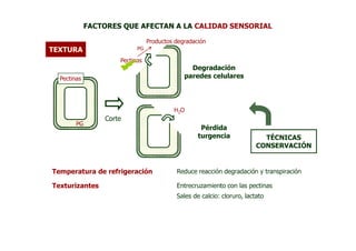 FACTORES QUE AFECTAN A LA CALIDAD SENSORIAL

                                Productos degradación
TEXTURA                    PG

                     Pectinas
                                               Degradación
  Pectinas                                   paredes celulares




                                         H2O
                 Corte
        PG
                                                   Pérdida
                                                  turgencia               TÉCNICAS
                                                                        CONSERVACIÓN


Temperatura de refrigeración              Reduce reacción degradación y transpiración

Texturizantes                             Entrecruzamiento con las pectinas
                                          Sales de calcio: cloruro, lactato
 