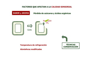 FACTORES QUE AFECTAN A LA CALIDAD SENSORIAL


SABOR y AROMA       Pérdida de azúcares y ácidos orgánicos


                              Respiración
                                 CO2



            Corte




     Temperatura de refrigeración                   TÉCNICAS
                                                  CONSERVACIÓN
     Atmósferas modificadas
 