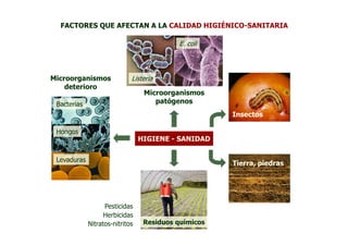 FACTORES QUE AFECTAN A LA CALIDAD HIGIÉNICO-SANITARIA

                                           E. coli




Microorganismos              Listeria
    deterioro
                                  Microorganismos
 Bacterias                           patógenos
                                                      Insectos

 Hongos
                                 HIGIENE - SANIDAD

 Levaduras
                                                      Tierra, piedras




                   Pesticidas
                   Herbicidas
             Nitratos-nitritos    Residuos químicos
 