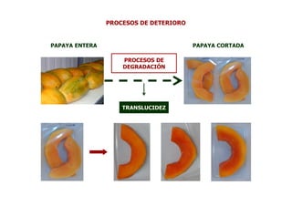 PROCESOS DE DETERIORO


PAPAYA ENTERA                           PAPAYA CORTADA

                    PROCESOS DE
                    DEGRADACIÓN




                    TRANSLUCIDEZ
 
