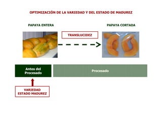 OPTIMIZACIÓN DE LA VARIEDAD Y DEL ESTADO DE MADUREZ


    PAPAYA ENTERA                          PAPAYA CORTADA


                       TRANSLUCIDEZ




   Antes del
                                   Procesado
   Procesado




   VARIEDAD
ESTADO MADUREZ
 