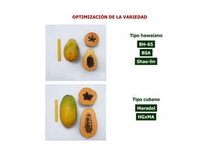 OPTIMIZACIÓN DE LA VARIEDAD



                    Tipo hawaiano
                        BH-65
                         BSA
                       Shao-lin




                     Tipo cubano
                       Maradol
                       HGxMA
 