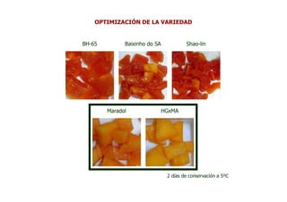 OPTIMIZACIÓN DE LA VARIEDAD


BH-65         Baixinho do SA            Shao-lin




        Maradol                HGxMA




                                2 días de conservación a 5ºC
 