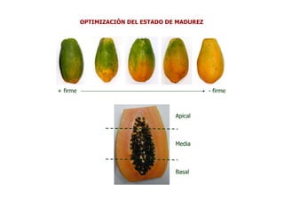 OPTIMIZACIÓN DEL ESTADO DE MADUREZ




+ firme                                        - firme



                                    Apical



                                    Media



                                    Basal
 